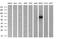 25-hydroxycholesterol 7-alpha-hydroxylase antibody, MA5-24898, Invitrogen Antibodies, Western Blot image 