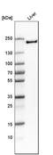 Mannose Receptor C-Type 1 antibody, HPA004114, Atlas Antibodies, Western Blot image 