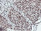 MEP antibody, LS-C786781, Lifespan Biosciences, Immunohistochemistry paraffin image 