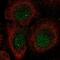 Lethal(3)malignant brain tumor-like protein 1 antibody, NBP2-68865, Novus Biologicals, Immunocytochemistry image 