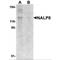 NLR Family Pyrin Domain Containing 8 antibody, MBS150619, MyBioSource, Western Blot image 