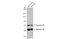 SYN2 antibody, GTX135310, GeneTex, Western Blot image 
