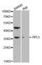 Ribosomal Protein L5 antibody, TA332482, Origene, Western Blot image 