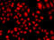 TEA Domain Transcription Factor 3 antibody, 22-951, ProSci, Immunofluorescence image 