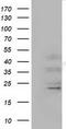 Elf1 antibody, TA501458, Origene, Western Blot image 