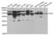 Glutathione Synthetase antibody, abx000992, Abbexa, Western Blot image 