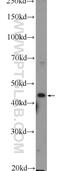 Rab-interacting lysosomal protein antibody, 13574-1-AP, Proteintech Group, Western Blot image 