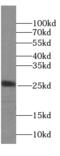 Claudin 9 antibody, FNab01741, FineTest, Western Blot image 