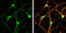 Syntaxin 1A antibody, GTX106365, GeneTex, Immunocytochemistry image 