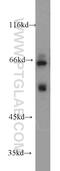 Metal-response element-binding transcription factor 2 antibody, 16208-1-AP, Proteintech Group, Western Blot image 