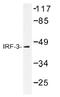 Interferon Regulatory Factor 3 antibody, AP01444PU-N, Origene, Western Blot image 