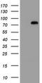 Mitochondrial Intermediate Peptidase antibody, TA800266S, Origene, Western Blot image 