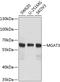 Beta-1,4-mannosyl-glycoprotein 4-beta-N-acetylglucosaminyltransferase antibody, GTX33317, GeneTex, Western Blot image 