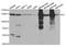 Pyruvate carboxylase, mitochondrial antibody, orb247352, Biorbyt, Western Blot image 