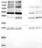 Testis anion transporter 1 antibody, NBP1-87419, Novus Biologicals, Western Blot image 