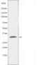 G Protein-Coupled Receptor 108 antibody, orb227437, Biorbyt, Western Blot image 