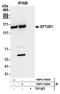 Elongation Factor Like GTPase 1 antibody, NBP2-76363, Novus Biologicals, Immunoprecipitation image 
