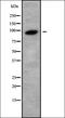Serine/threonine-protein kinase Nek4 antibody, orb338682, Biorbyt, Western Blot image 