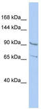 Ral Guanine Nucleotide Dissociation Stimulator antibody, TA335961, Origene, Western Blot image 