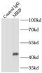 MAP3K12 Binding Inhibitory Protein 1 antibody, FNab05038, FineTest, Immunoprecipitation image 