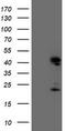 Endonuclease G, mitochondrial antibody, TA504189, Origene, Western Blot image 