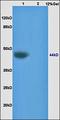 Probable ATP-dependent RNA helicase DDX4 antibody, orb109571, Biorbyt, Western Blot image 