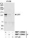 Junction Mediating And Regulatory Protein, P53 Cofactor antibody, NBP1-30464, Novus Biologicals, Immunoprecipitation image 