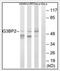G3BP Stress Granule Assembly Factor 2 antibody, AP33277PU-N, Origene, Western Blot image 