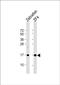 NADH:Ubiquinone Oxidoreductase Complex Assembly Factor 3 antibody, PA5-72636, Invitrogen Antibodies, Western Blot image 