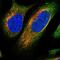 Nck-associated protein 1 antibody, NBP1-83269, Novus Biologicals, Immunofluorescence image 