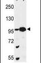 Centrosome and spindle pole-associated protein 1 antibody, PA5-26392, Invitrogen Antibodies, Western Blot image 