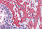 VPS37C Subunit Of ESCRT-I antibody, MBS242805, MyBioSource, Immunohistochemistry frozen image 