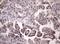 Late Cornified Envelope Like Proline Rich 1 antibody, NBP2-45616, Novus Biologicals, Immunohistochemistry frozen image 