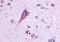 Free fatty acid receptor 2 antibody, NLS6599, Novus Biologicals, Immunohistochemistry paraffin image 
