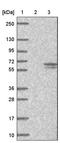 Coiled-Coil Domain Containing 77 antibody, PA5-58566, Invitrogen Antibodies, Western Blot image 