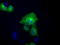 Sterol O-acyltransferase 2 antibody, TA501219, Origene, Immunofluorescence image 