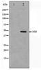 Gamma-enolase antibody, TA347441, Origene, Western Blot image 
