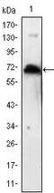 Kelch Like Family Member 1 antibody, MA5-15700, Invitrogen Antibodies, Western Blot image 