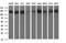 Rap Guanine Nucleotide Exchange Factor 1 antibody, NBP2-45515, Novus Biologicals, Western Blot image 