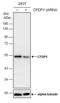 Craniofacial Development Protein 1 antibody, NBP2-43772, Novus Biologicals, Western Blot image 