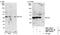 PAXIP1 Associated Glutamate Rich Protein 1 antibody, NBP1-06541, Novus Biologicals, Western Blot image 