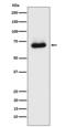 STE20/SPS1-related proline-alanine-rich protein kinase antibody, M02516-2, Boster Biological Technology, Western Blot image 