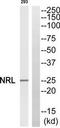 Neural Retina Leucine Zipper antibody, TA314285, Origene, Western Blot image 