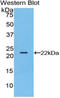 Bleomycin Hydrolase antibody, LS-C293015, Lifespan Biosciences, Western Blot image 