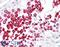 SRY-Box 17 antibody, LS-B7986, Lifespan Biosciences, Immunohistochemistry frozen image 