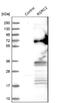 Arginine And Serine Rich Coiled-Coil 2 antibody, NBP1-83787, Novus Biologicals, Western Blot image 