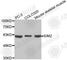 Single-minded homolog 2 antibody, A3329, ABclonal Technology, Western Blot image 