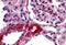 Caspase Recruitment Domain Family Member 10 antibody, A07686-2, Boster Biological Technology, Western Blot image 