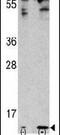 Ubiquitin-like protein FUBI antibody, PA5-11668, Invitrogen Antibodies, Western Blot image 