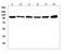 Hsp110 antibody, M04168-1, Boster Biological Technology, Western Blot image 